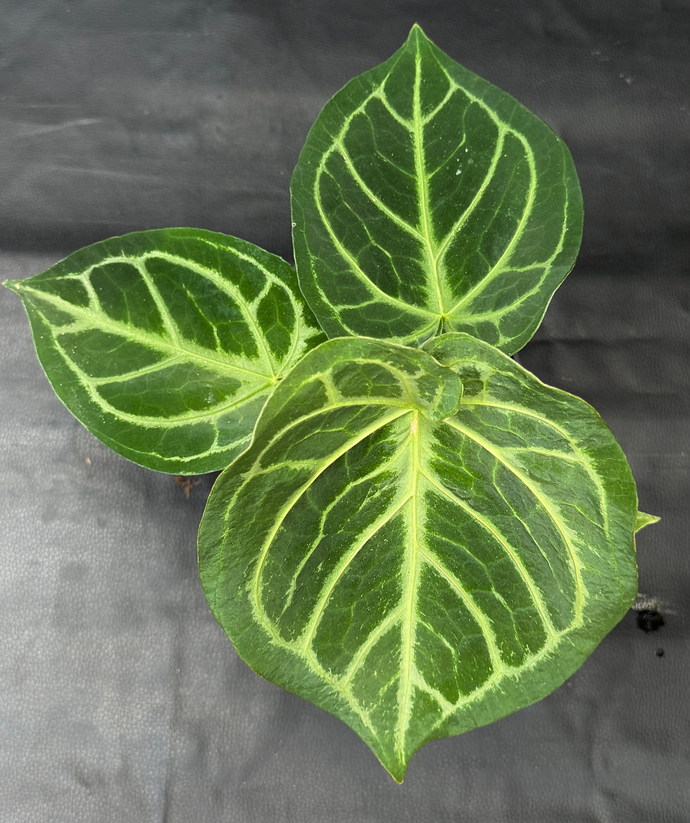 Miniatura: ANTHURIUM MAGNIFICUM