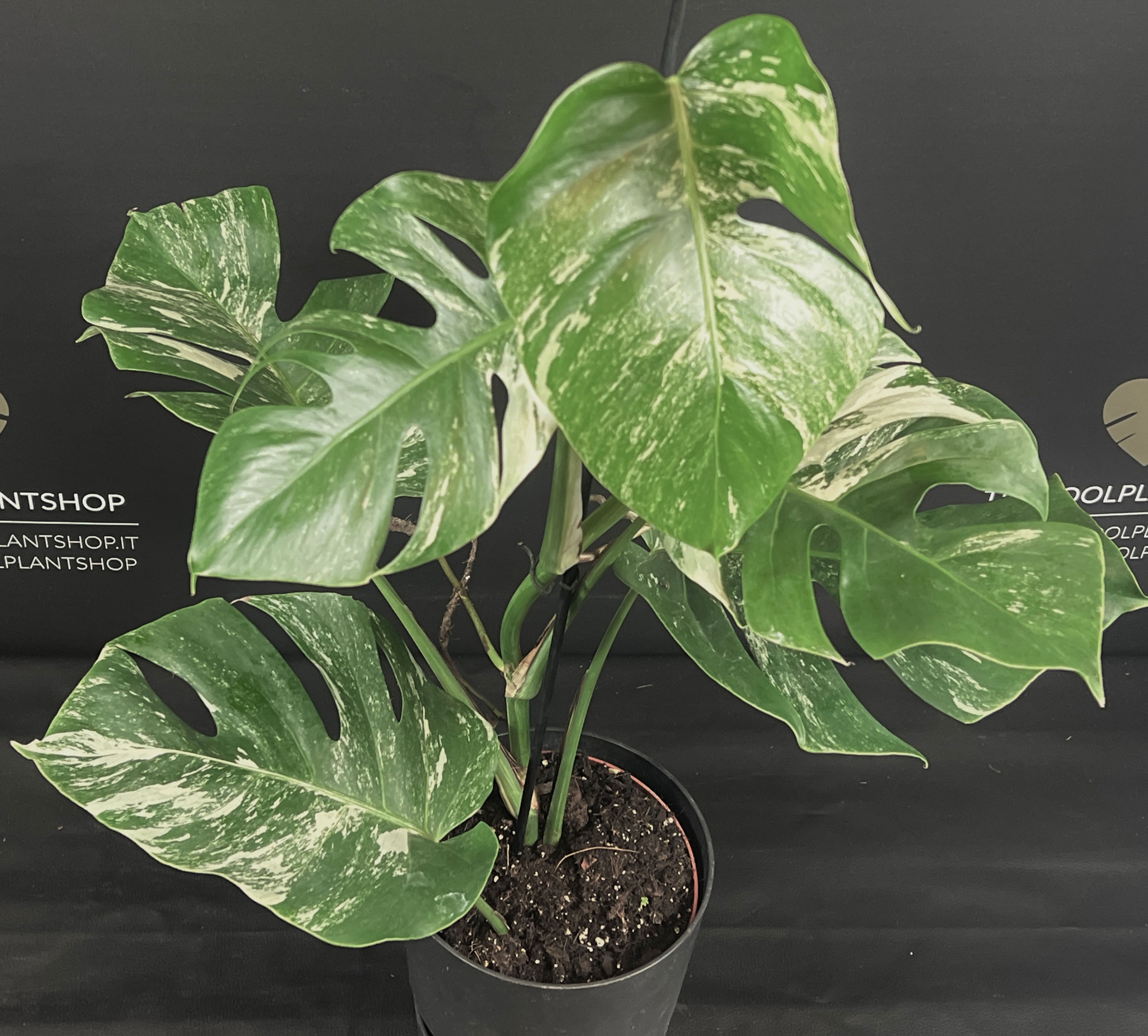 MONSTERA ALBO VARIEGATA XL 26