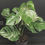 Miniatura: MONSTERA ALBO VARIEGATA XL 26