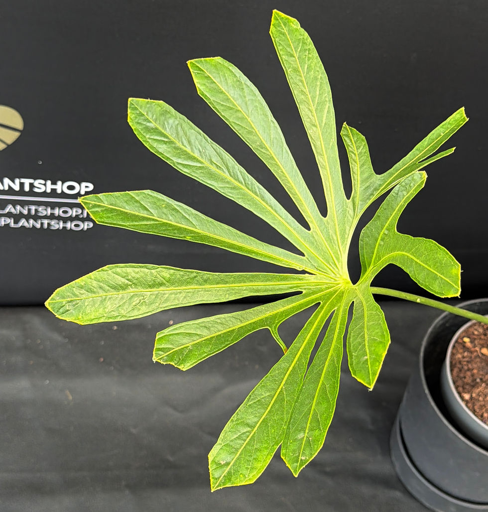 Miniatura: ANTHURIUM PEDATORADIATUM XL1
