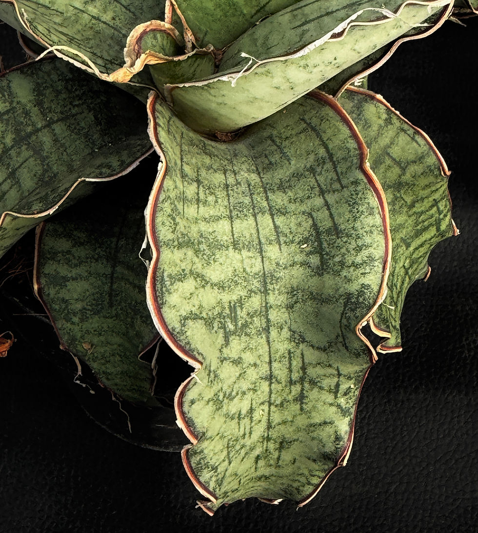 Miniatura: SANSEVERIA KIRKII SILVER BLUE