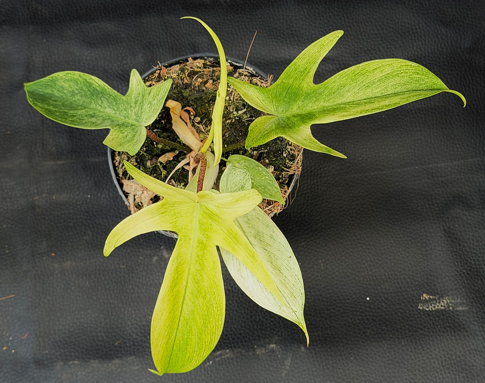 Miniatura: PHILODENDRON FLORIDA GHOST