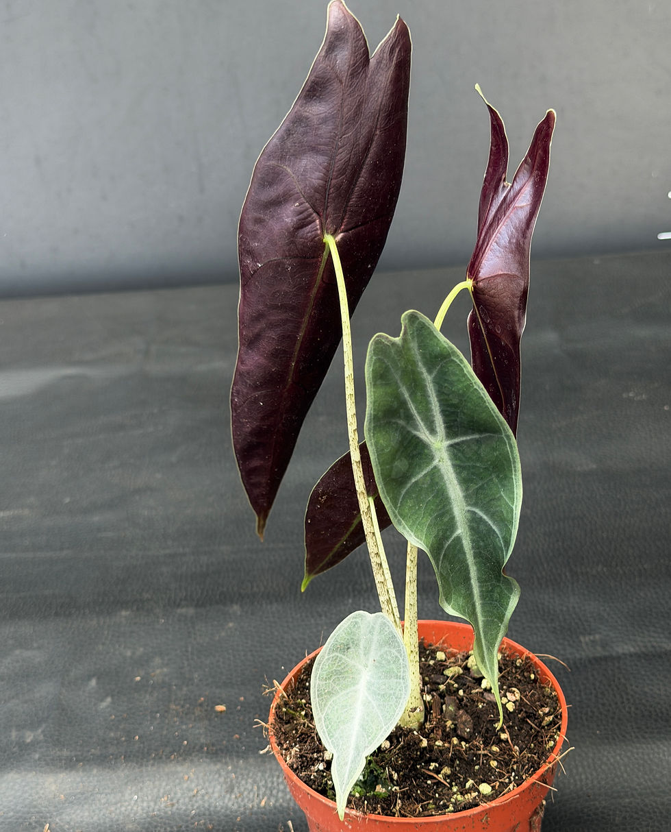 Miniatura: ALOCASIA LONGILOBA PURPLE 2