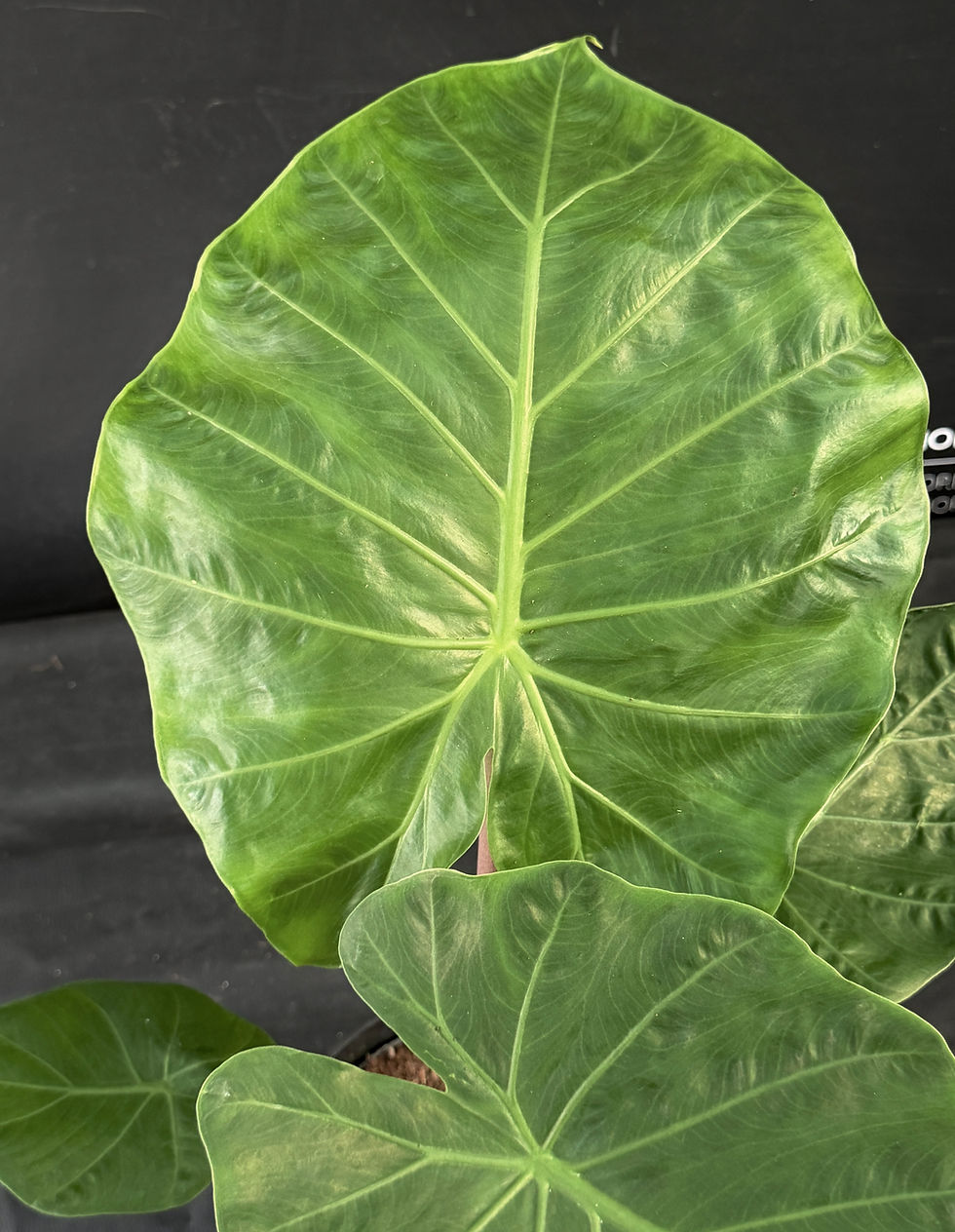 Miniaturbild: ALOCASIA IMPERIAL RED XL