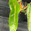 Miniatura: PHILODENDRON BILLIETIAE