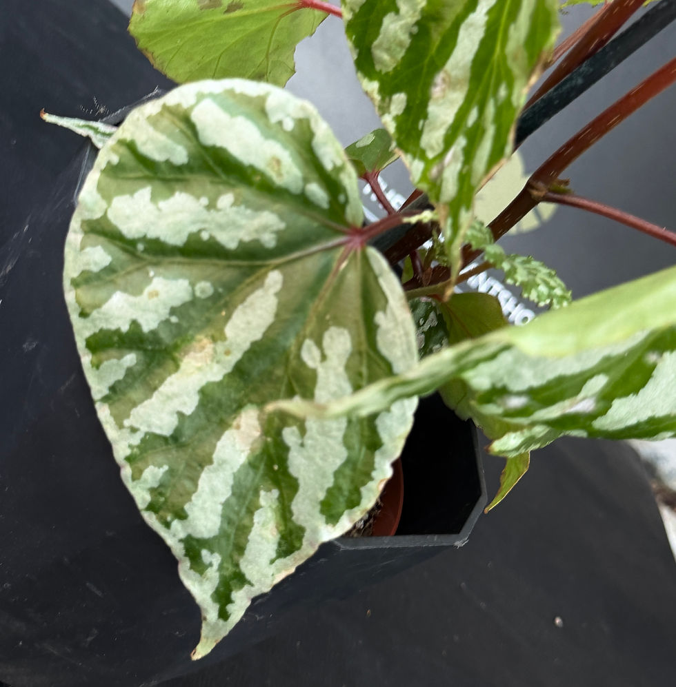 Thumbnail: BEGONIA CREAM POWDER LARGE