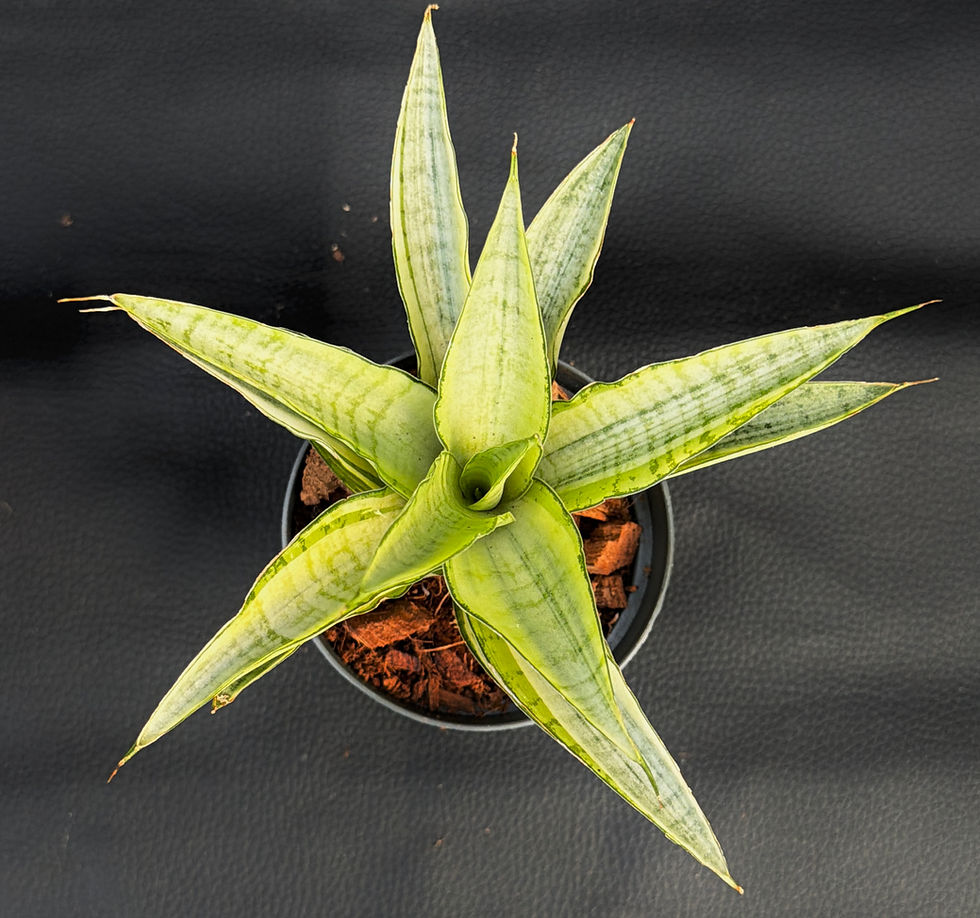 Miniatura: SANSEVERIA GABRIELLA CROWN SMALL