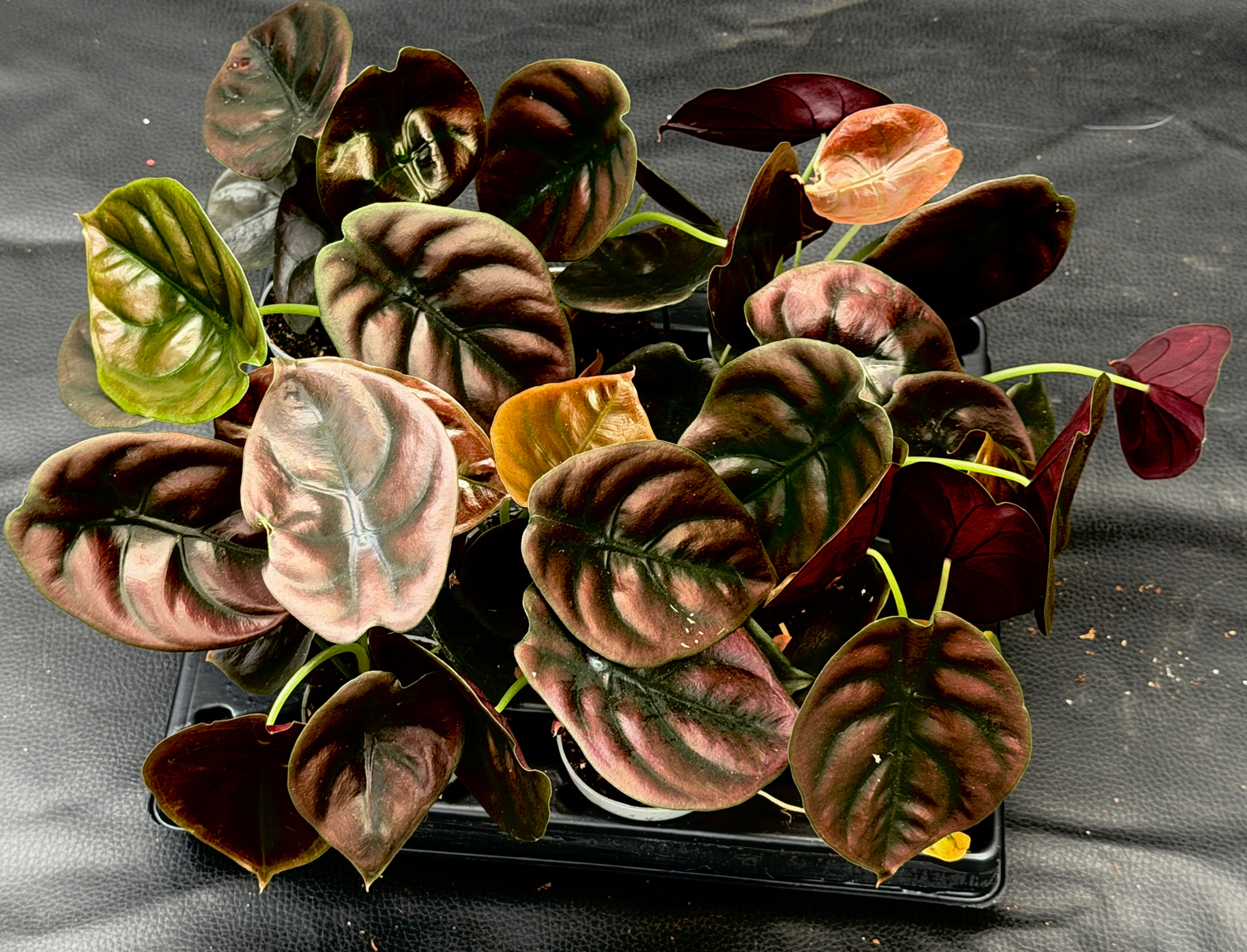 ALOCASIA CUPREA RED SECRET BABY