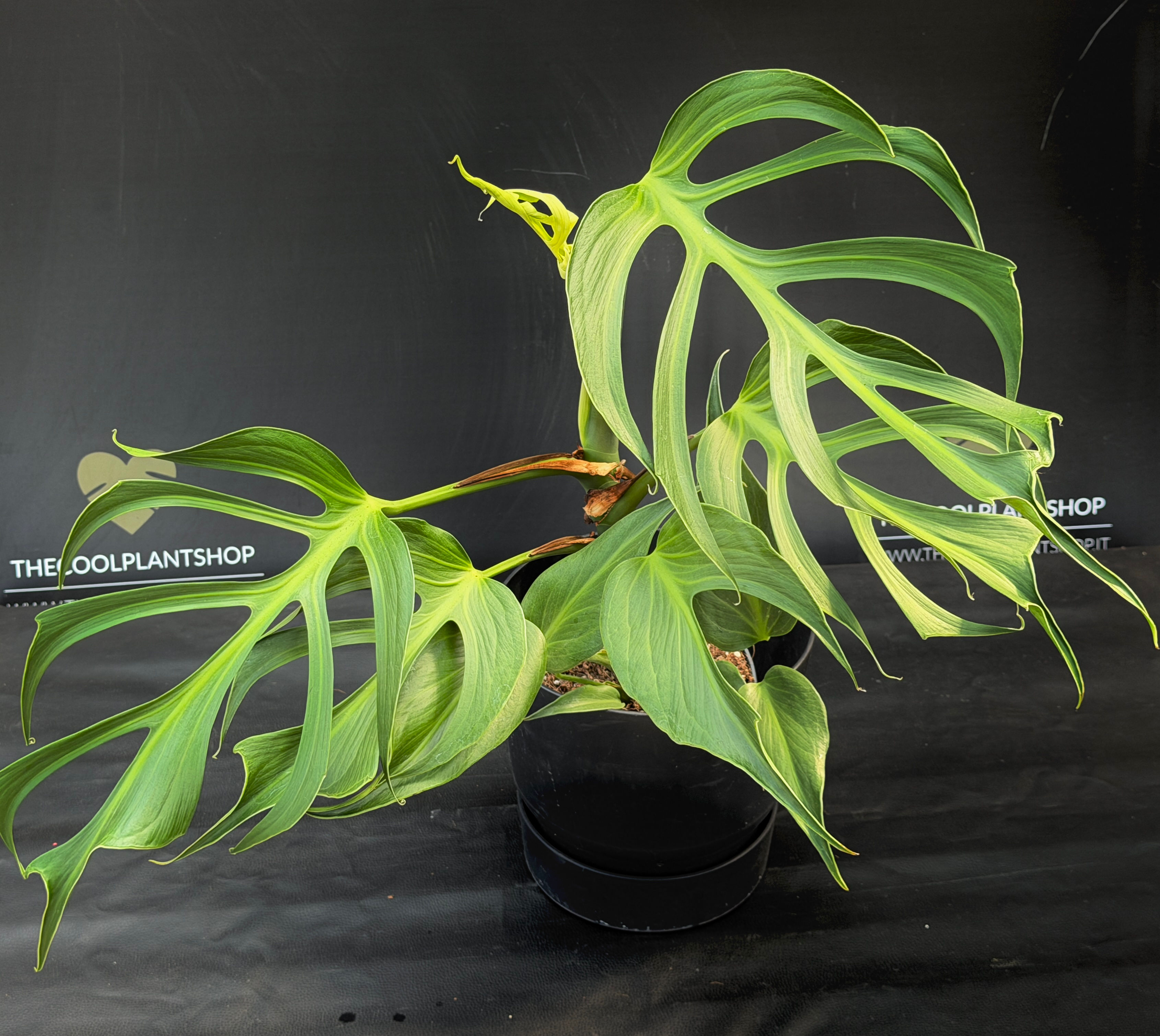 MONSTERA BURLE MARX FLAME XL6
