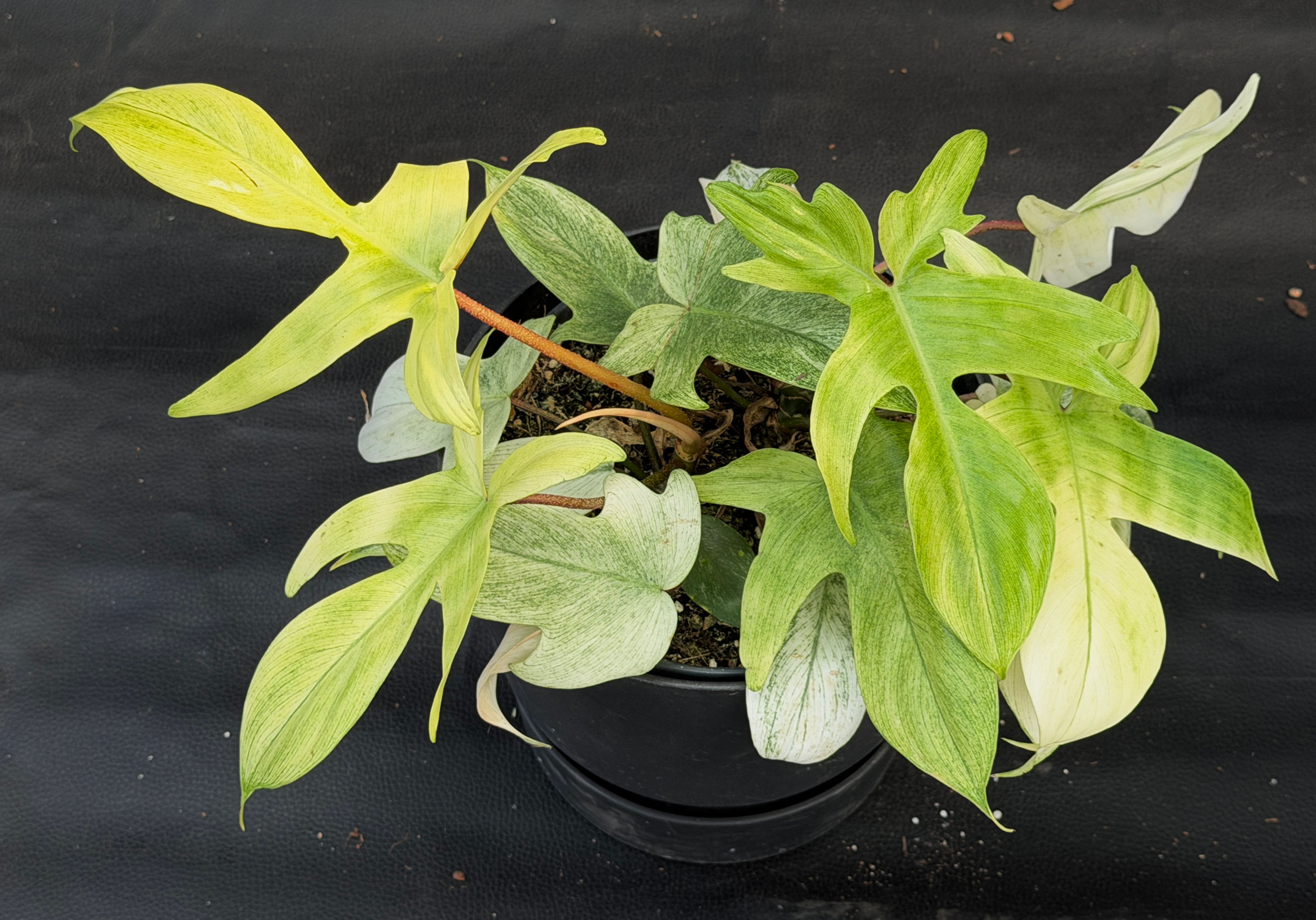 PHILODENDRON FLORIDA GHOST LARGE 9