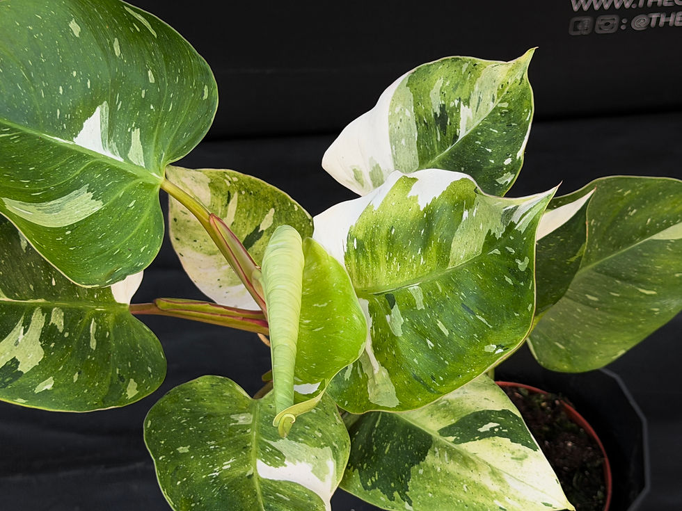 Miniatura: PHILODENDRON FRESH AUREA LARGE 1