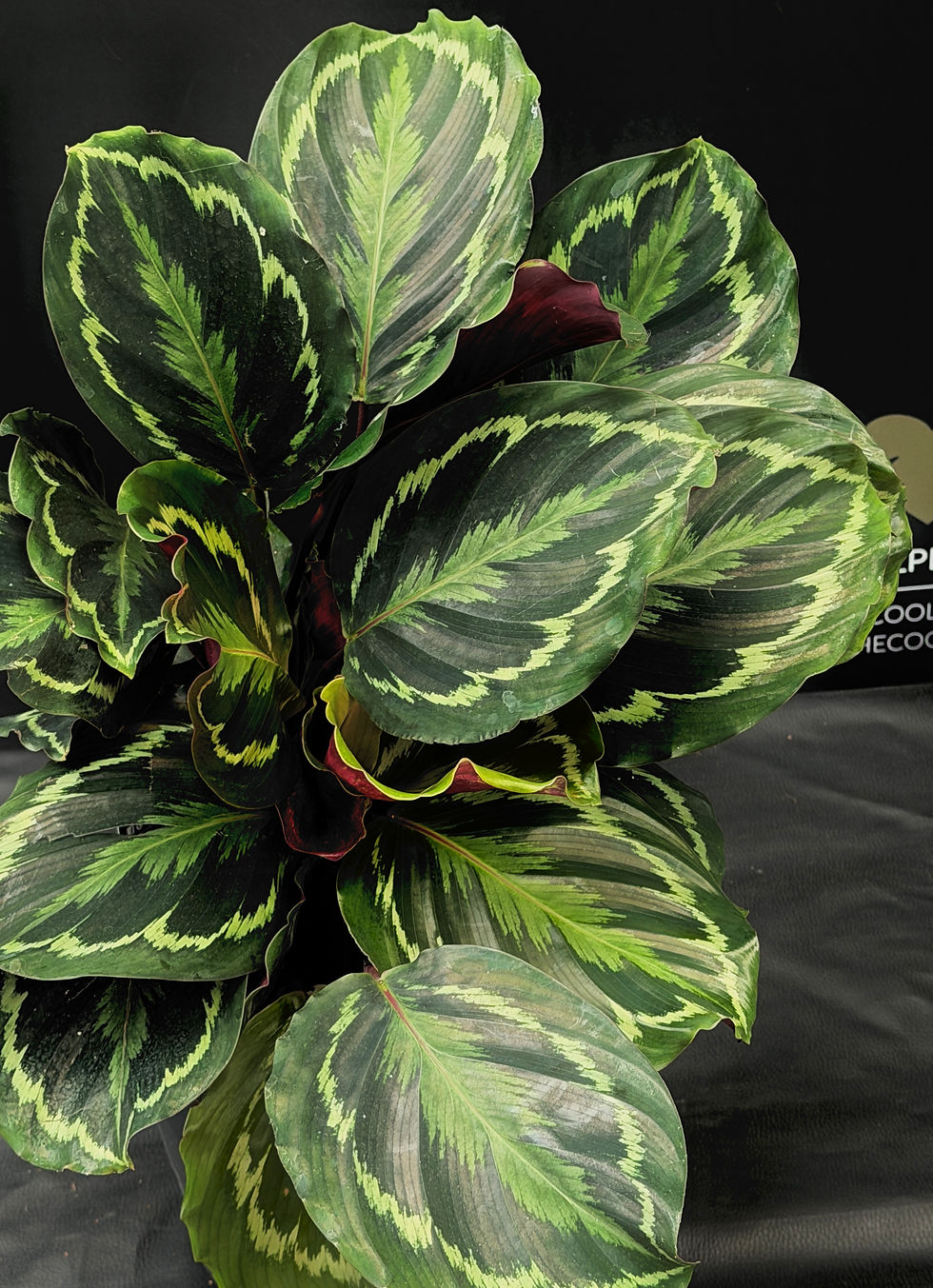 Miniature : CALATHEA MEDALLION XL