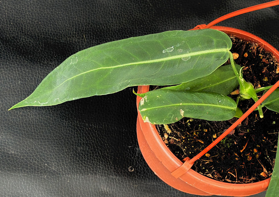 Miniatura: ANTHURIUM PALLIDIFLORUM R2
