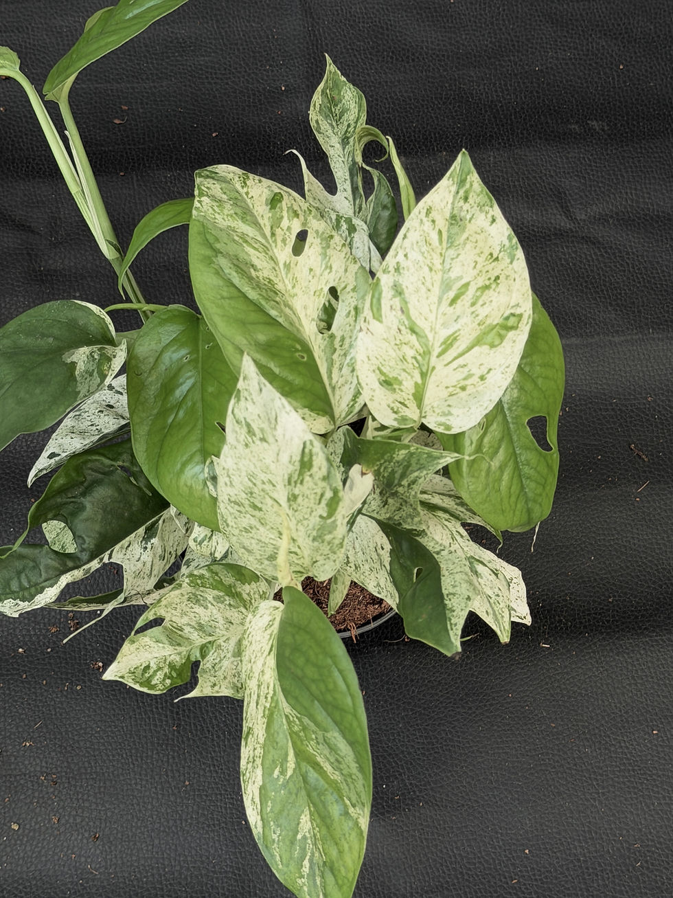 Miniatura: EPIPREMNUM MARBLE VARIEGATED