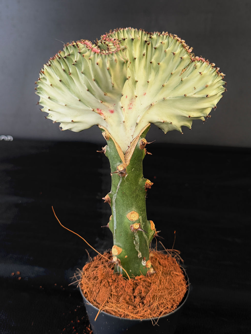 Miniaturbild: EUPHORBIA LACTEA CRISTATA GREEN&PINK