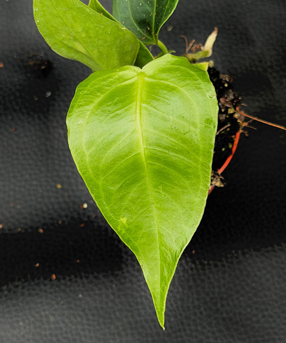 Miniatura: ANTHURIUM VEITCHII BABY