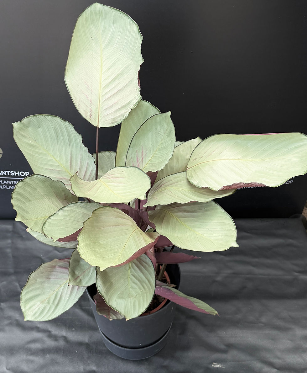 Miniatura: CALATHEA SILVER PLATE GIANT