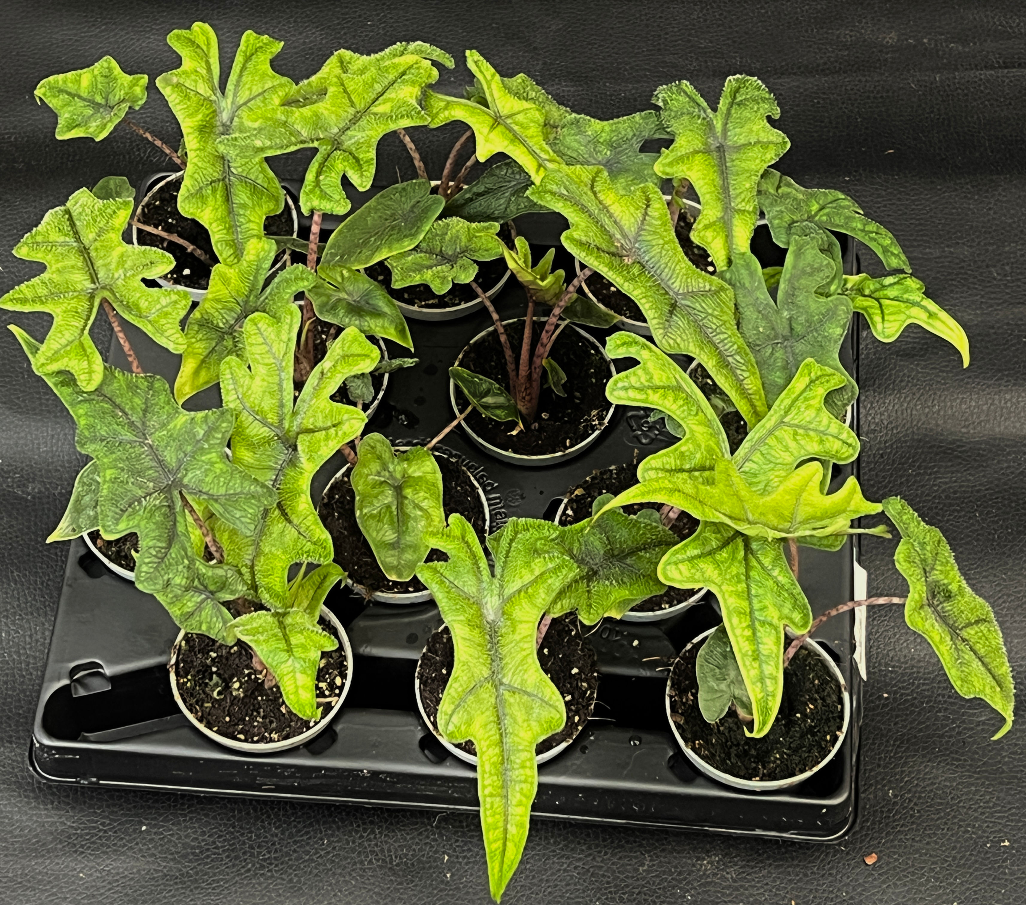 ALOCASIA JACKLYN BABY