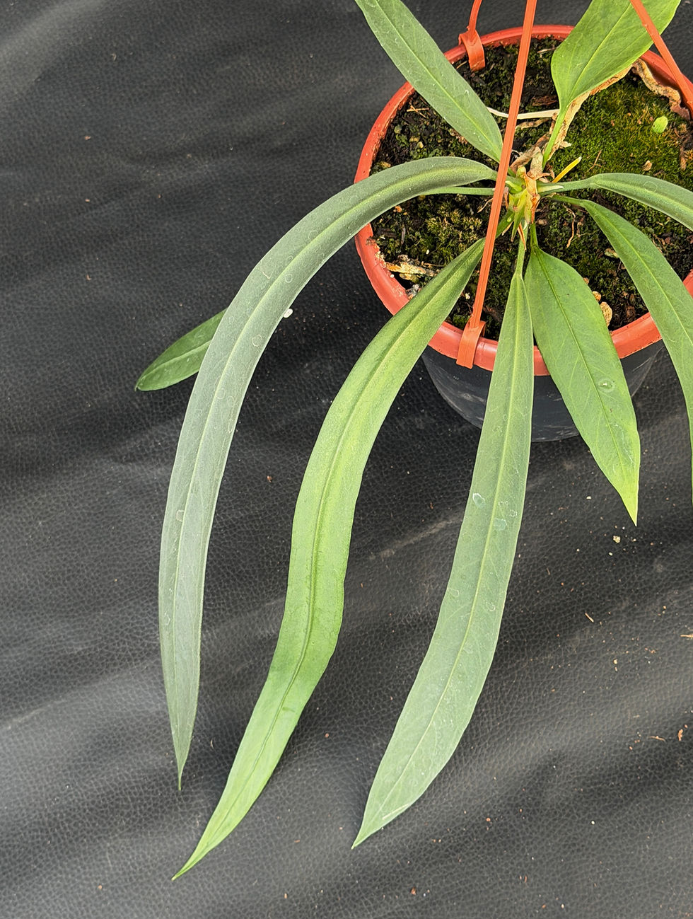 Miniatura: ANTHURIUM VITTARIFOLIUM LARGE BASKET G3