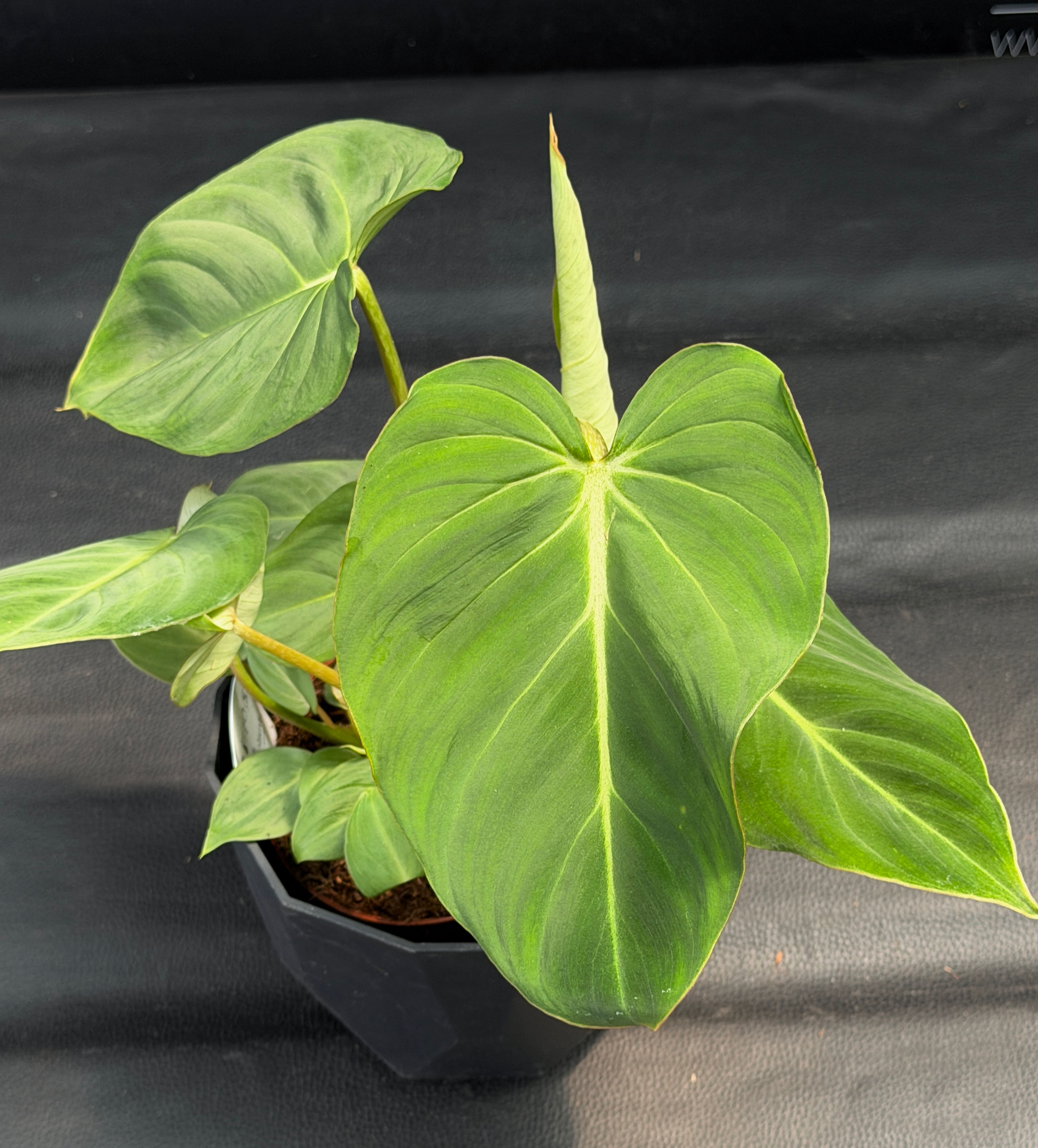 PHILODENDRON GLORIOSUM