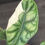 Miniatura: ALOCASIA BAGINDA DRAGON SCALE VARIEGATA K3