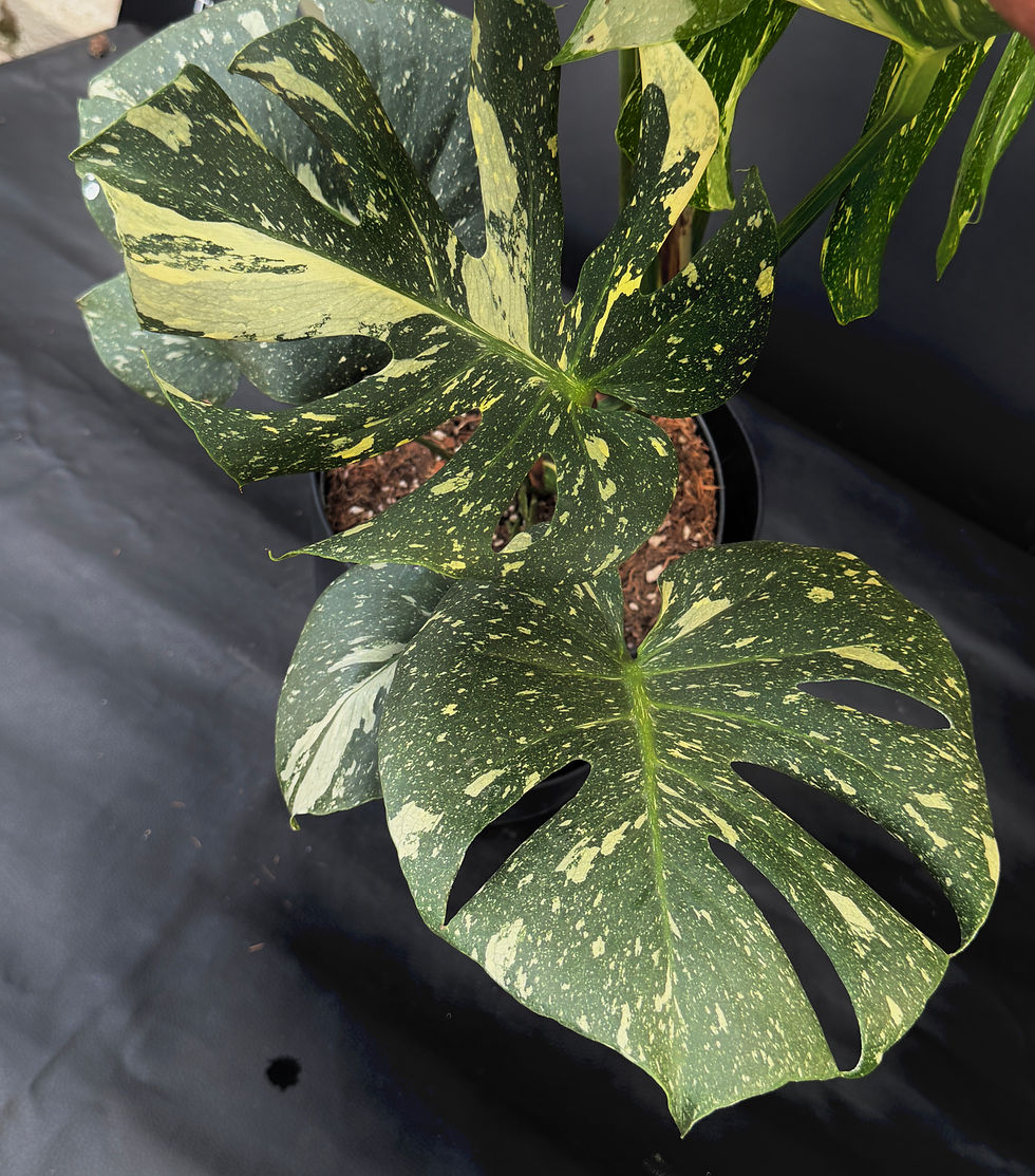Miniatura: MONSTERA THAI CONSTELLATION GIANT 1