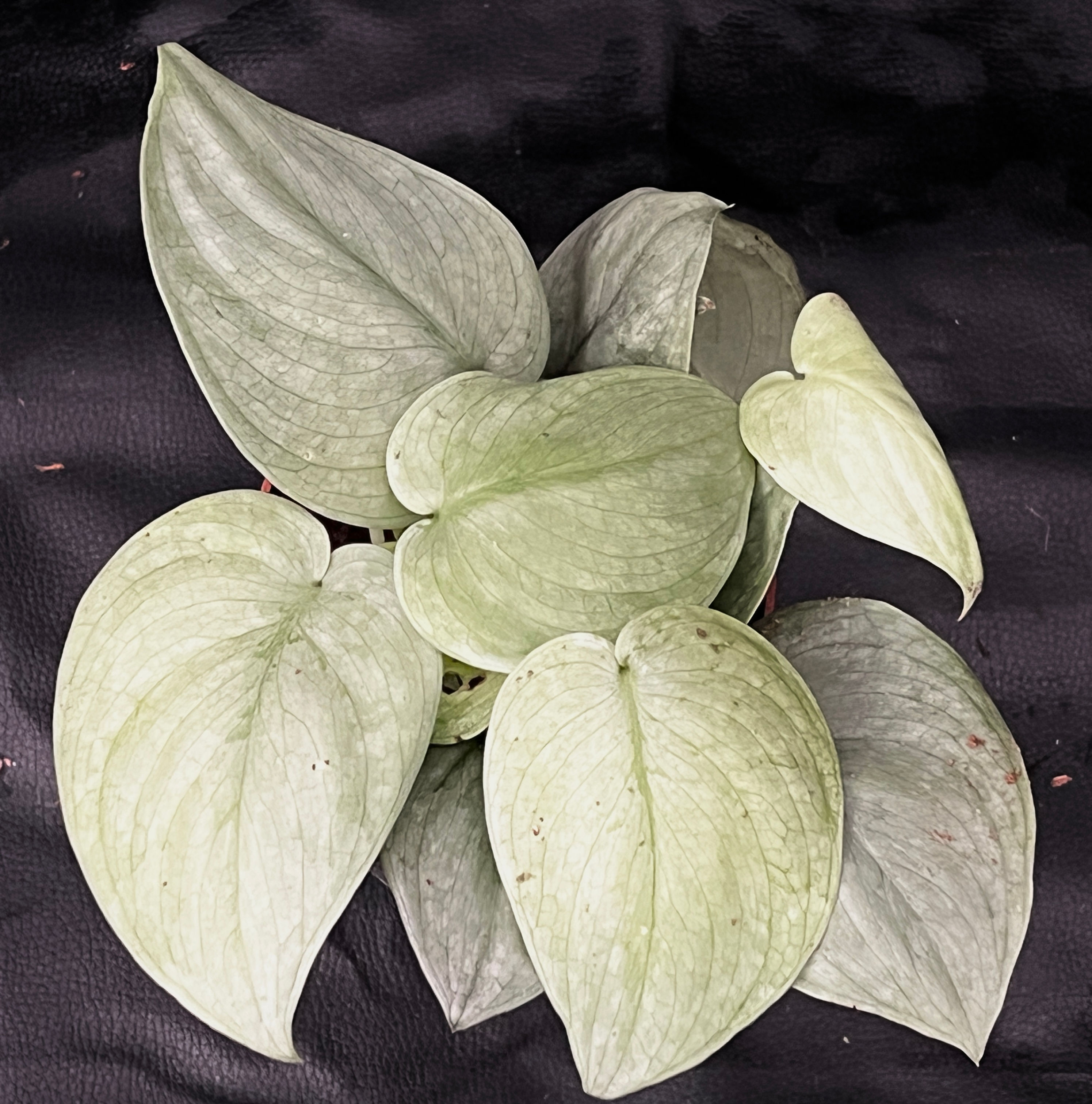 SCINDAPSUS SILVER HERO