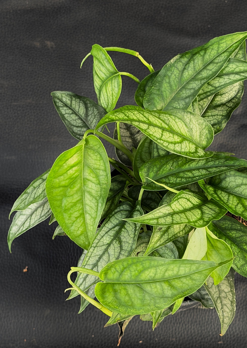 Miniatura: MONSTERA SILTEPECANA