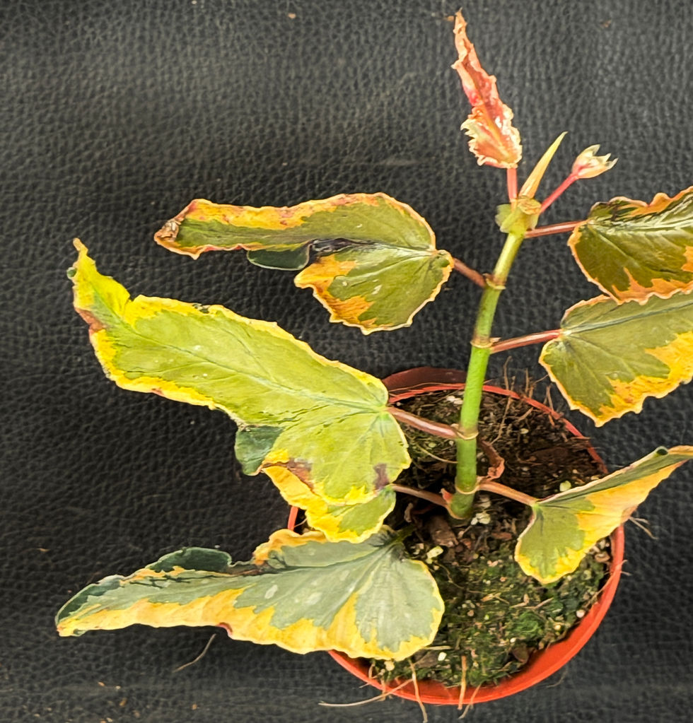 Miniatura: BEGONIA DAINTY SPRAY SPORT VARIEGATED