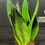 Miniatura: SANSEVERIA BLACK DIAMOND LARGE