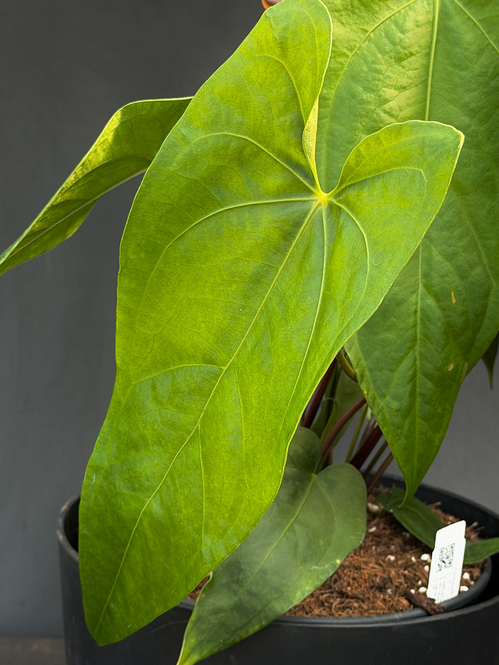 Miniatura: ANTHURIUM MAGGI GIANT 3