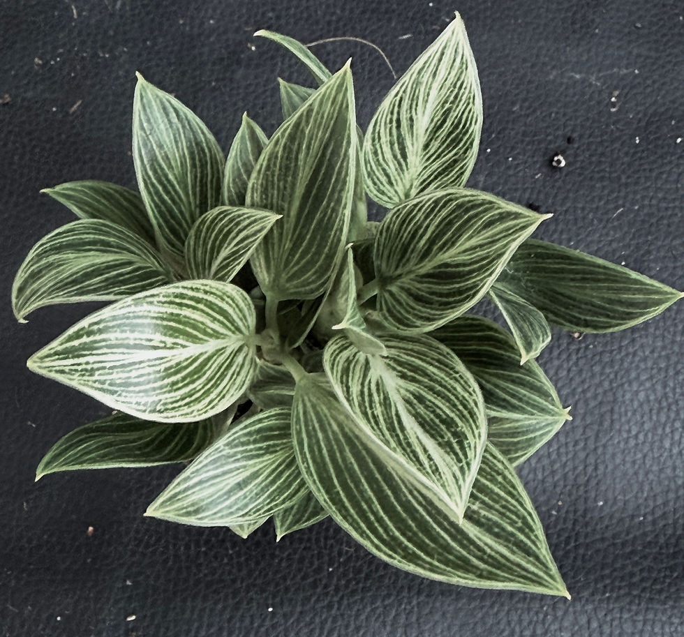 Miniatura: PHILODENDRON PERIDOT BABY
