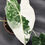 Miniatura: ALOCASIA FRYDEK VARIEGATED SMALL F1
