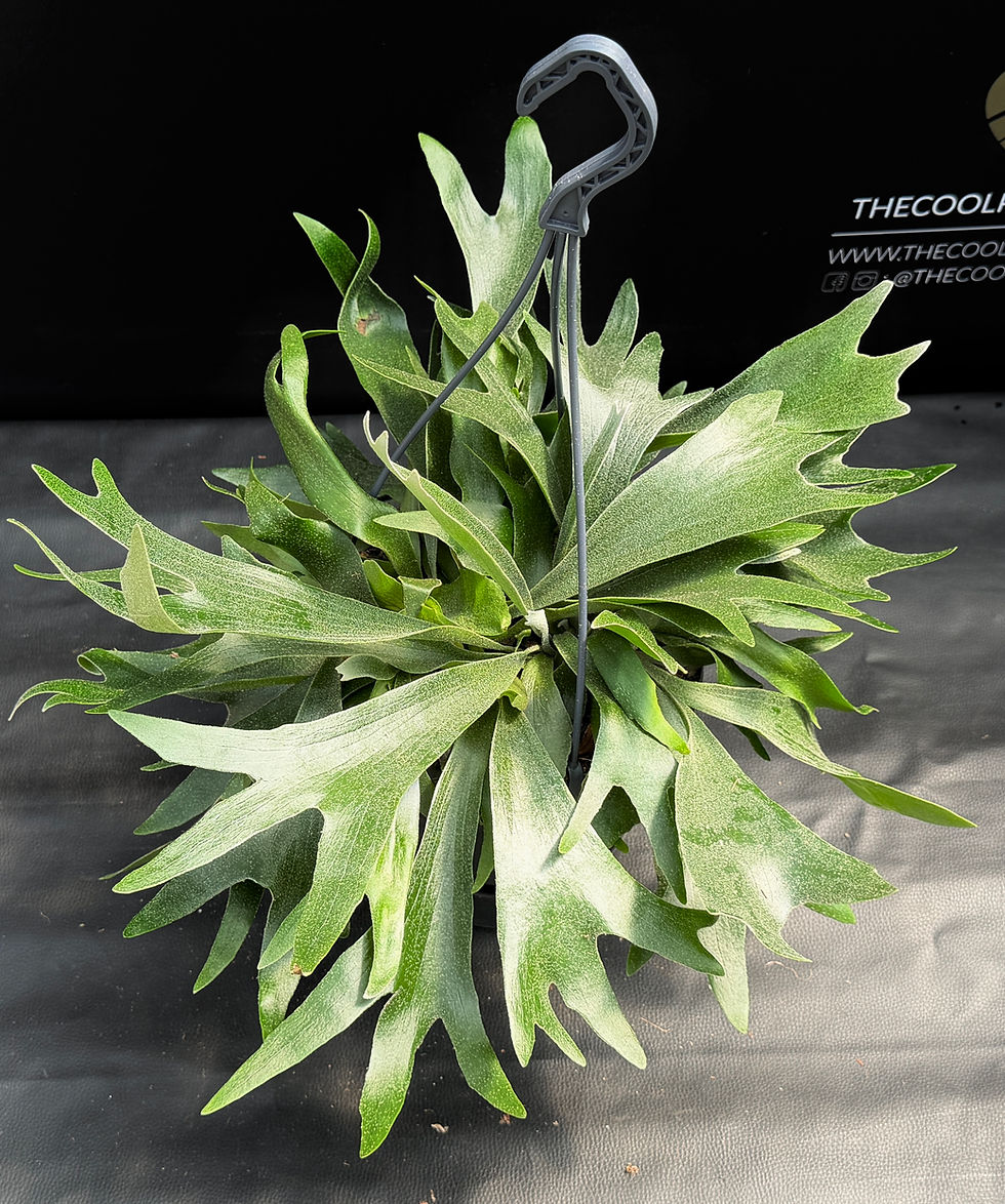 Miniatura: PLATYCERIUM BIFORCATUM XL BASKET