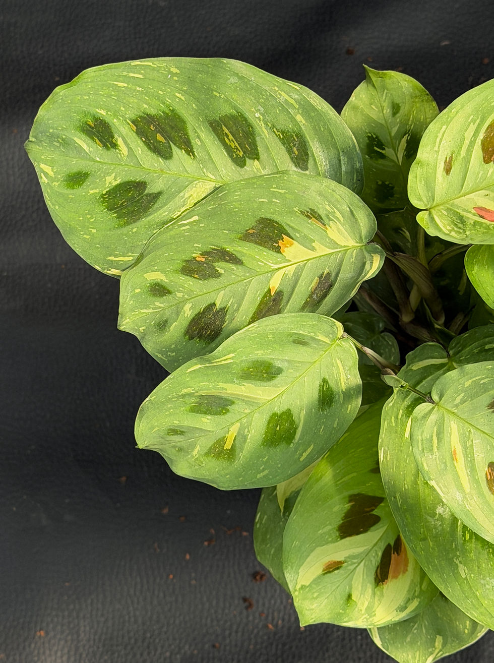 Miniatura: MARANTHA KERKOVEANA VARIEGATA