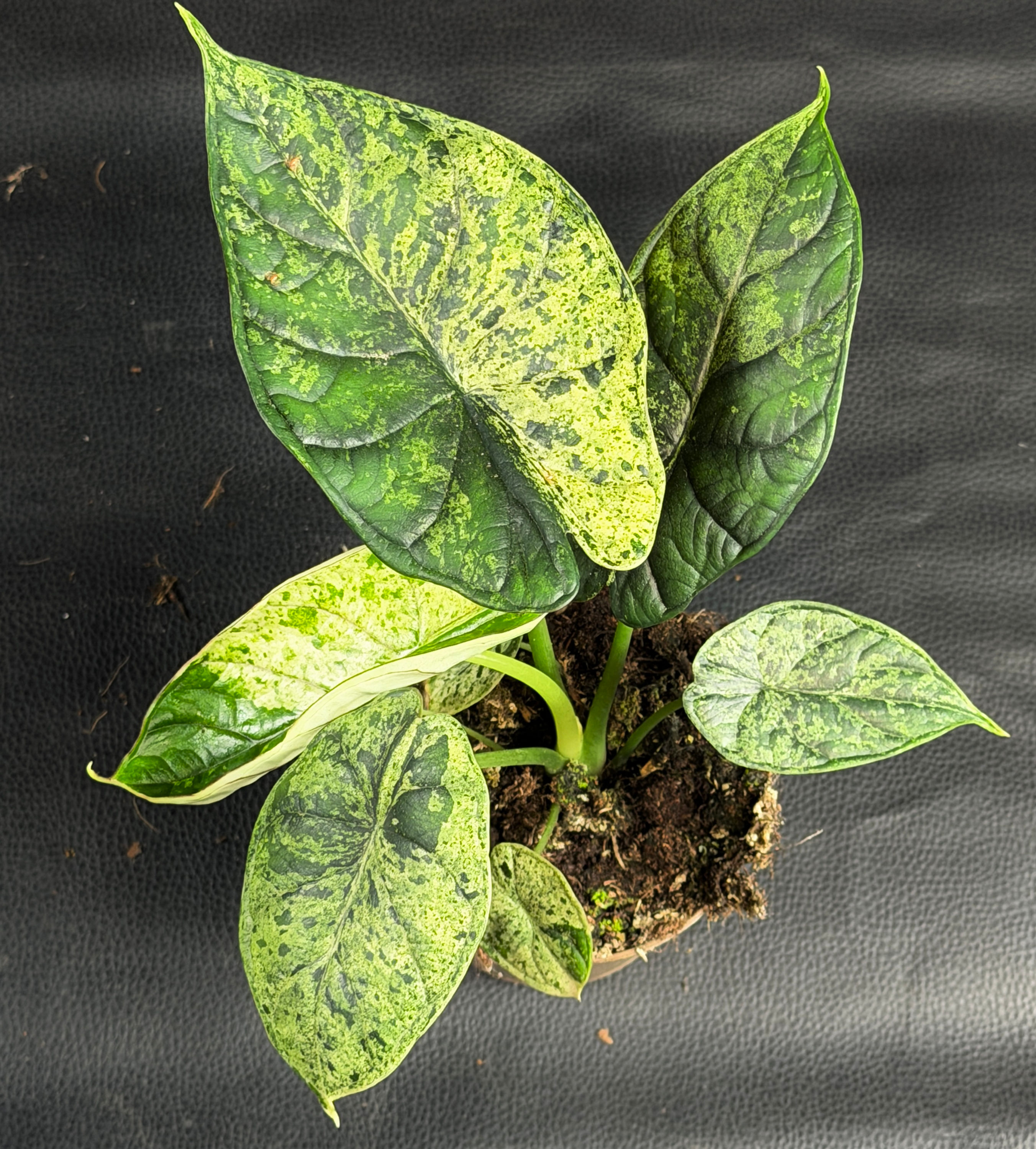 ALOCASIA DRAGON SCALE MINT 3