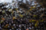 thumbnail (13).jpeg
