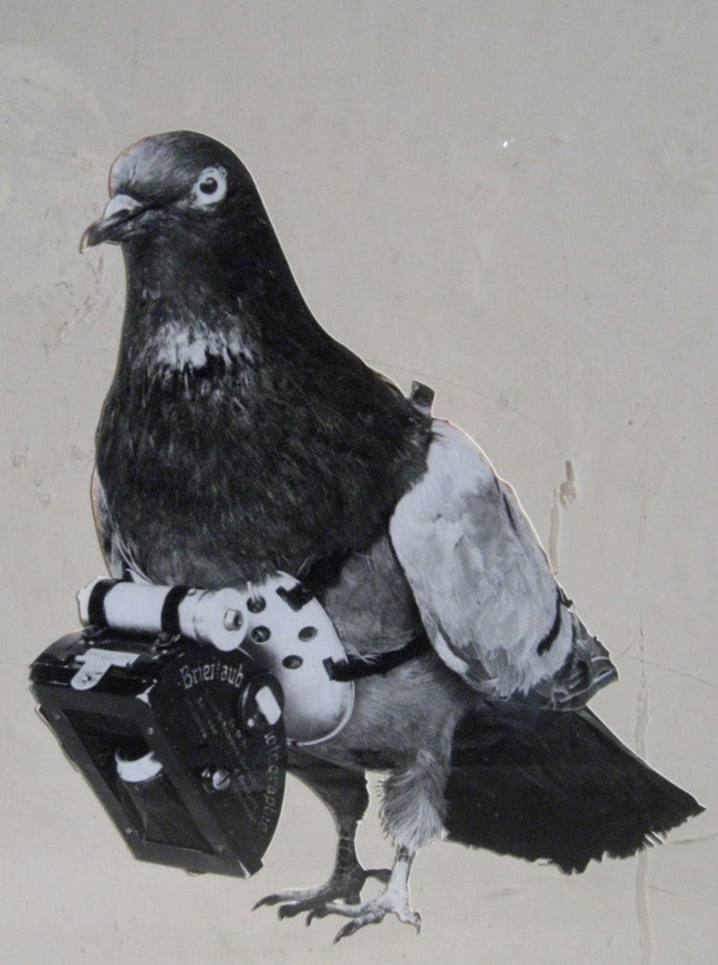 piccione, spy camera, bird program, cold war, guerra fredda, marco ramin spy cameras