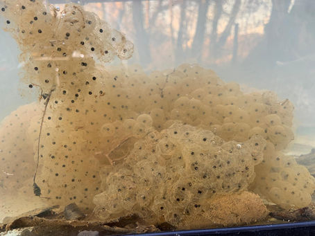 From Frogspawn to Forest Friends: Our Tadpole Tale