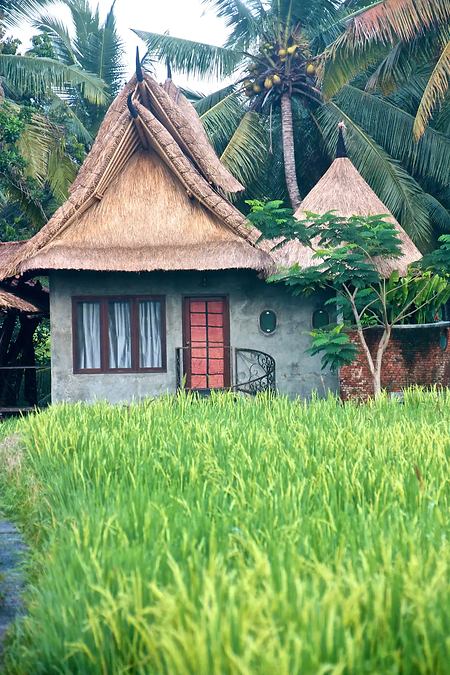 FireflyRicefieldOutside.webp