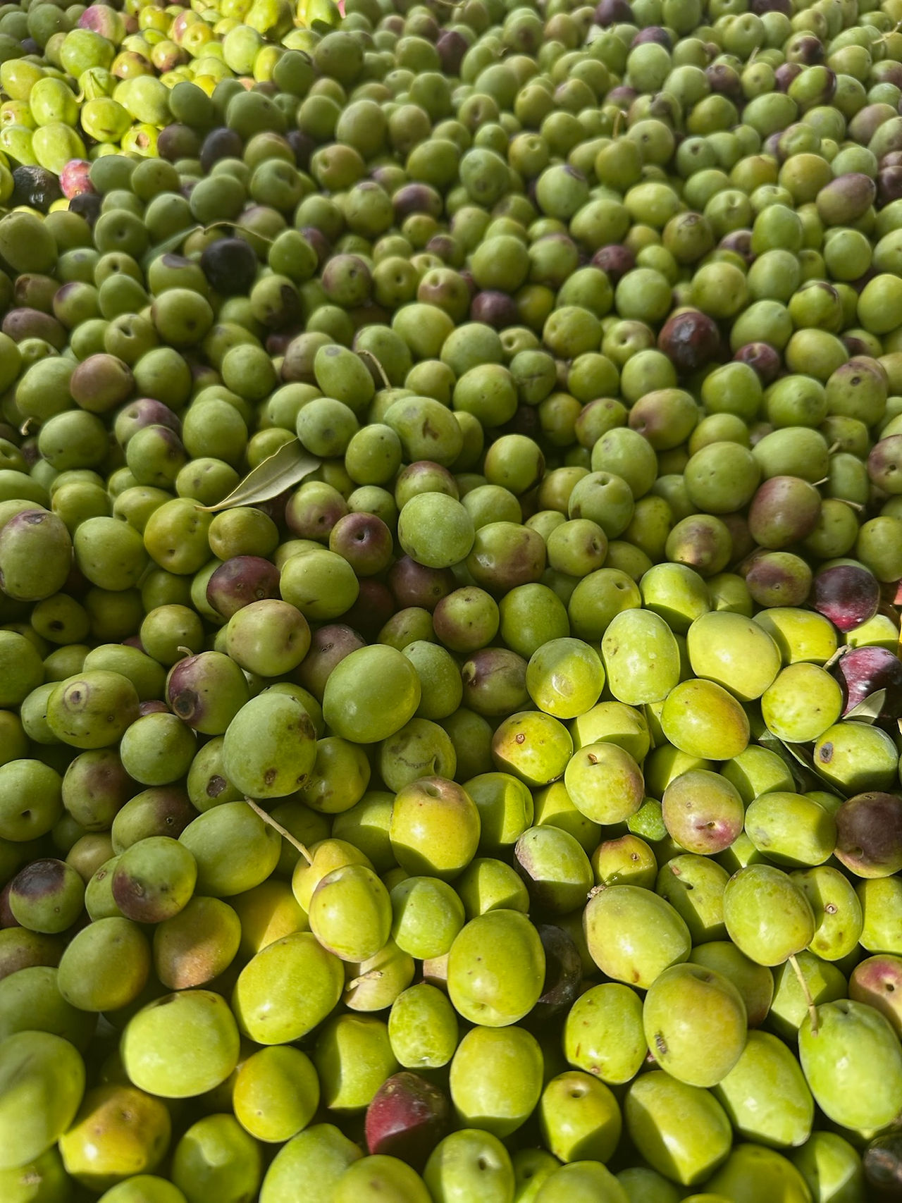 Freshly harvested Italian olives prepared for pressing into new harvest extra virgin olive oil