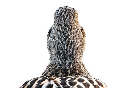 Feathers