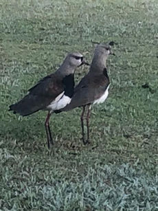 De mãe em filha: a transmissão da feminilidade