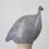 Thumbnail: Guinea Fowl Matte White Spotted Cobalt