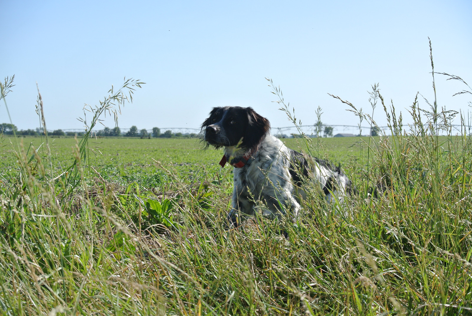 Sur le Delavan Kennel- Best, French Brittanys, EB, Puppies ...