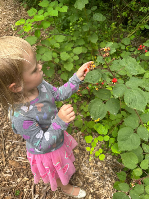 Picking raspberries