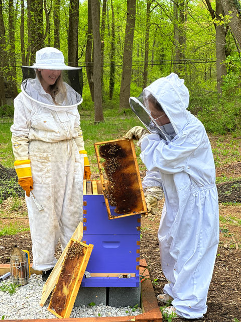 Harvesting honey from bee farming