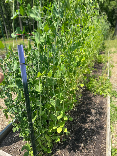Dany's Robin Hood Farm