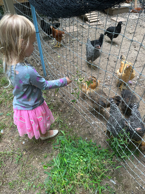Feeding the chickens