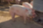 Image of a pig by the United Soybean Board